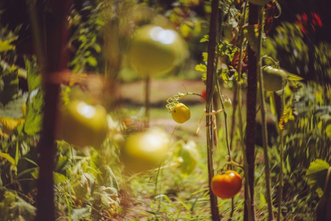 
 Edible Landscapes: Designing Beautiful Gardens That Also Feed Your Family